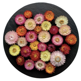 Dried Strawflowers