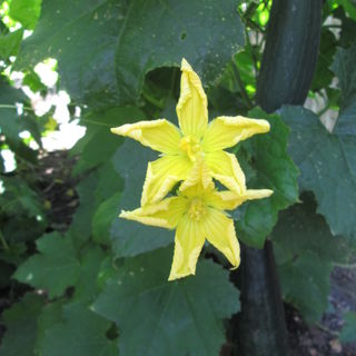 Loofah flowers