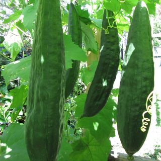 Loofah Almost fully grown